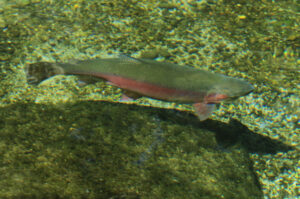 12583 Image001 2
