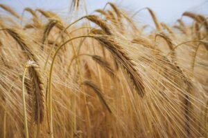 Field Gc1de38246 1280