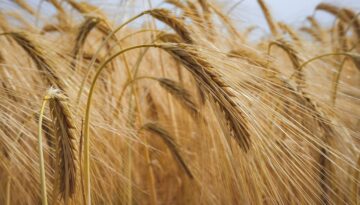 Field Gc1de38246 1280