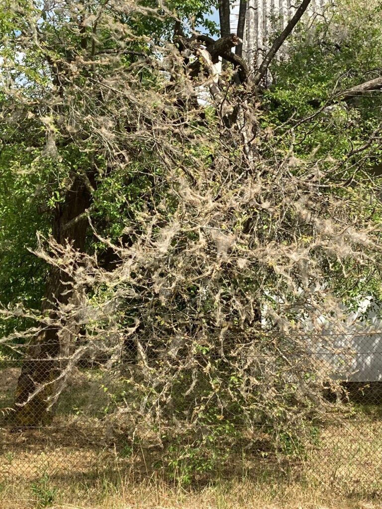 Tinejs Padomam