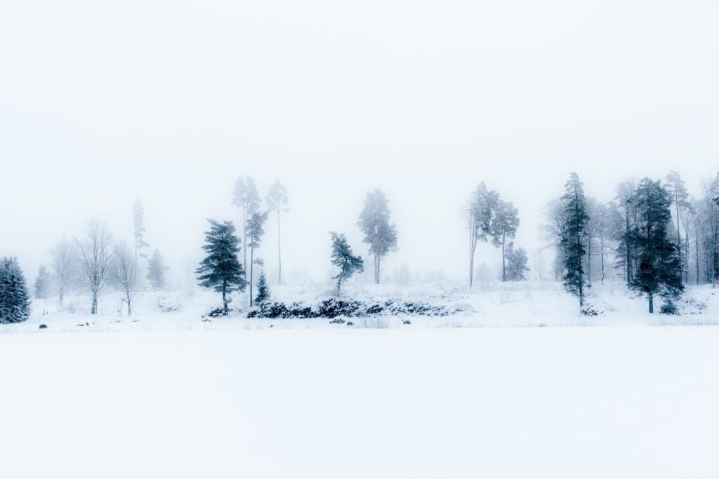 Winter Concept Of Cleared Pine Forest In The Morning In The Mist. Landscape View Of Winter