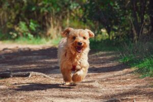 Puppy 4608266 1280