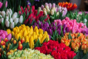 Tulpes