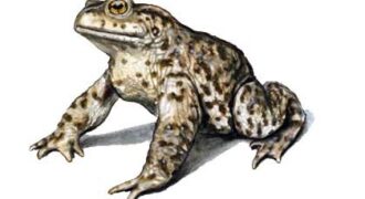 Bufo Bufo L 420x300