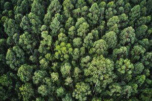 Overhead Aerial Shot Of A Thick Forest With Beautiful Trees And Greenery