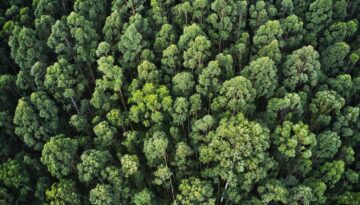 Overhead Aerial Shot Of A Thick Forest With Beautiful Trees And Greenery