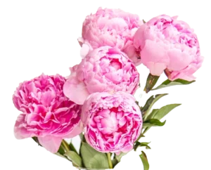 Peony Bouquet In Vase Florist Lander Wyoming