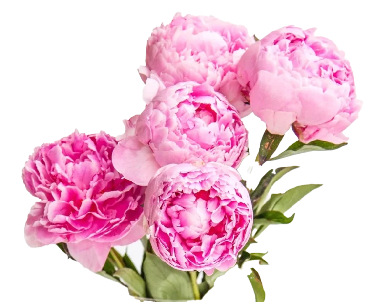 Peony Bouquet In Vase Florist Lander Wyoming