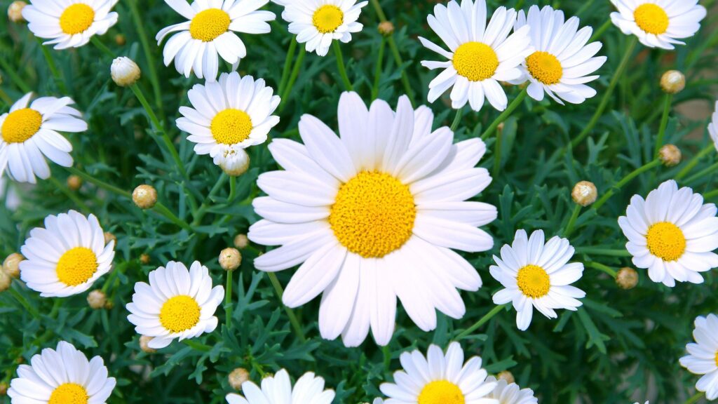 Daisy Flower 1532449822