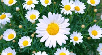 Daisy Flower 1532449822