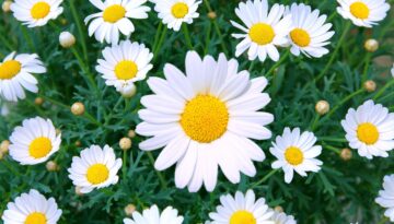 Daisy Flower 1532449822