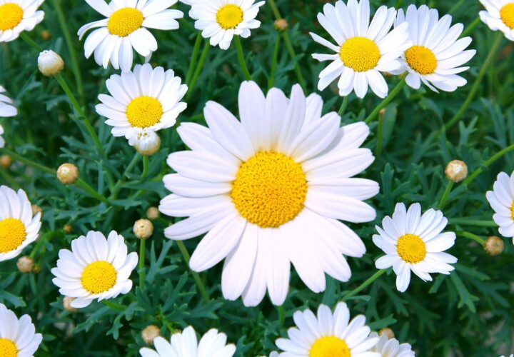 Daisy Flower 1532449822