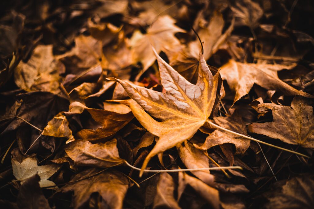 Horizontal Closeup Shot Of A Lot Of Maple Leaves On The Ground Great For A Cool Background