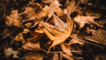 Horizontal Closeup Shot Of A Lot Of Maple Leaves On The Ground Great For A Cool Background