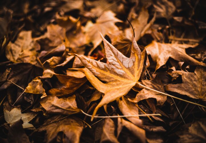 Horizontal Closeup Shot Of A Lot Of Maple Leaves On The Ground Great For A Cool Background