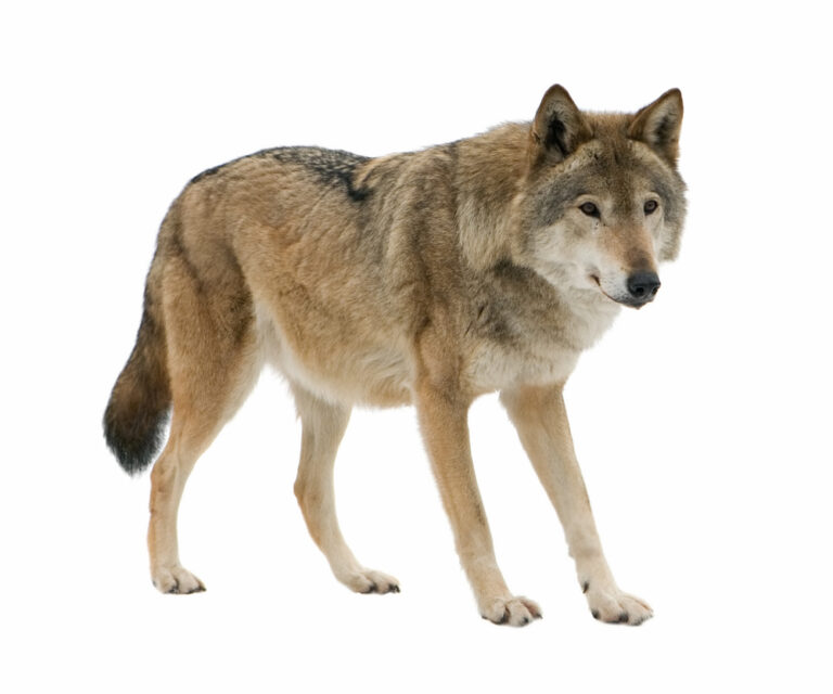 Wolf 9162886