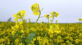 Rapsis Auce1 Ivars Busmanis 8