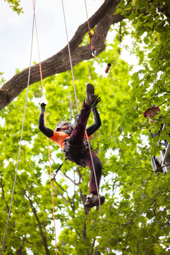 Arborists 1