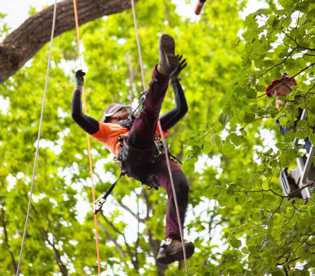 Arborists 1
