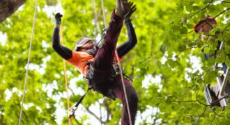 Arborists 1