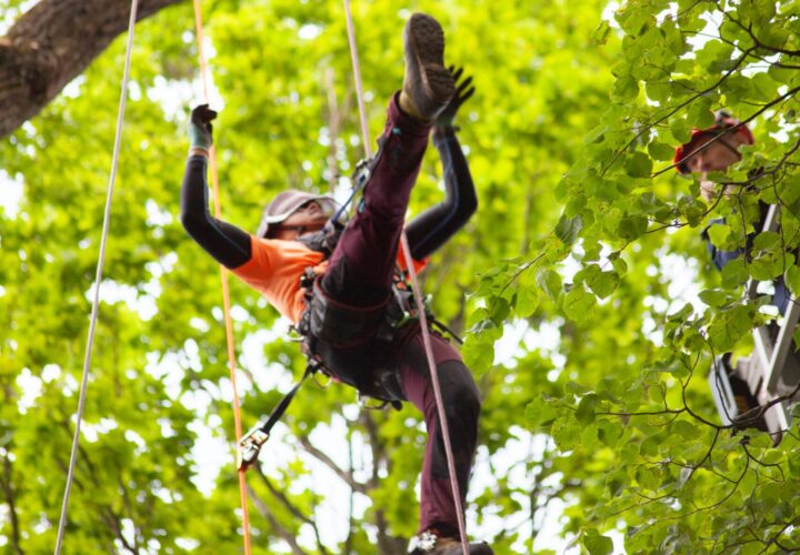 Arborists 1