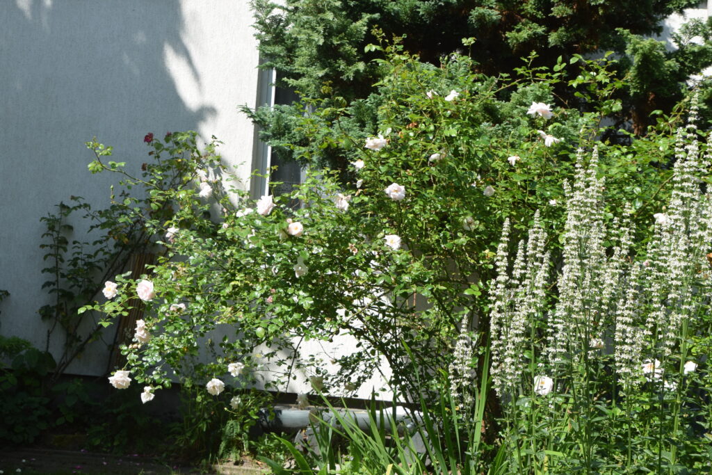 Dsc 0130