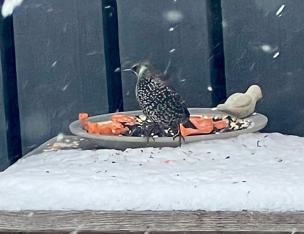 Whatsapp Image 2026 01 10 At 15.41.12