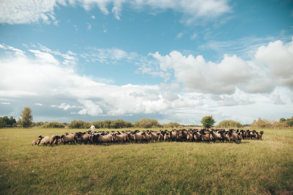 Lauku Sēta Kliņģeri Foto Autors Monta Zīle Pūces Production