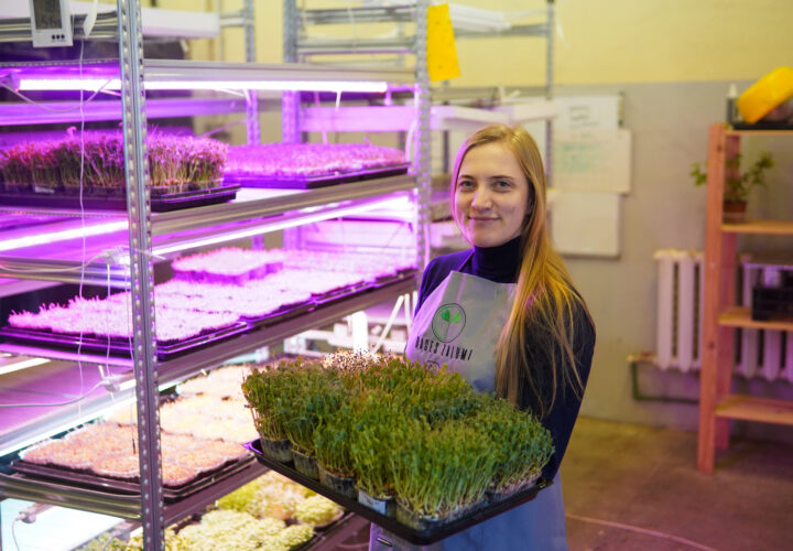 „Ja ir emocionāls smagums, mikrozaļumi dod vieglumu. Tāpat kā dārzeņi tie satur mums tik vajadzīgās šķiedrvielas,” skaidro mikrozaļumu audzētāja Dace Damberga no Talsiem.