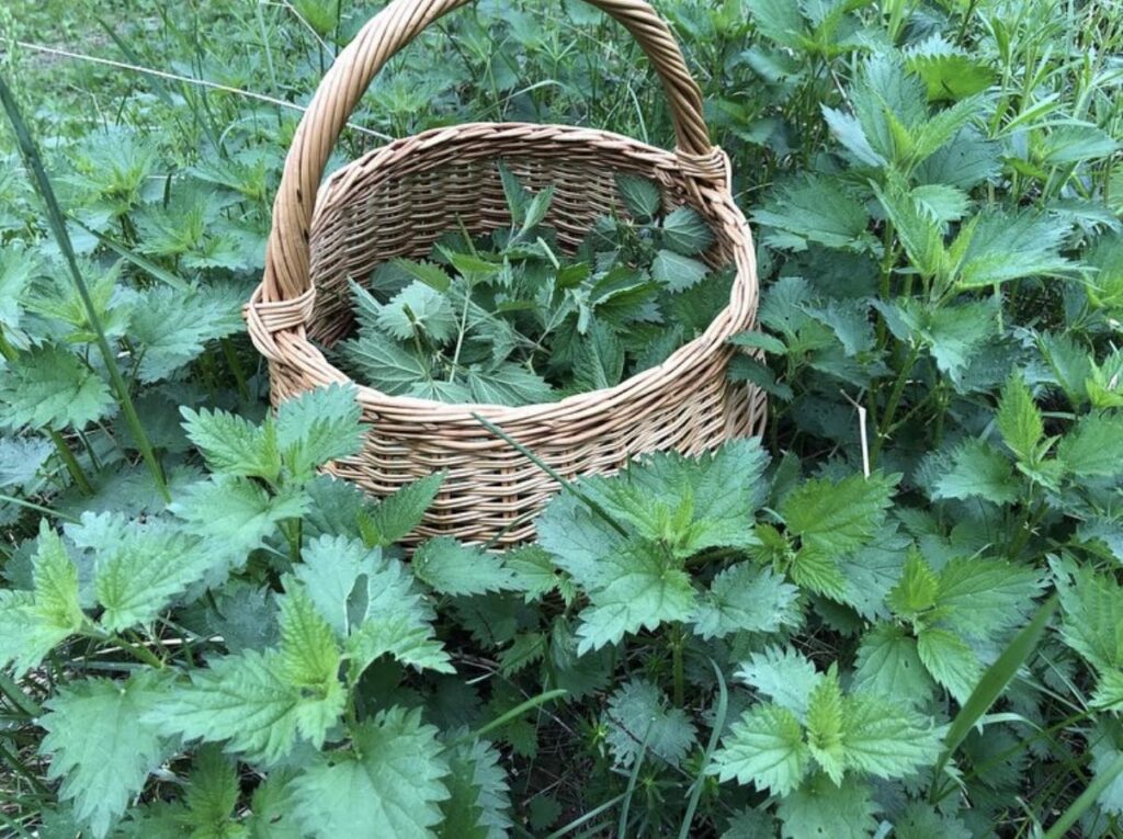 Talsu Mafs Pavasanatres