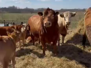 Tekstam Pierakstā Klāt. Un Viens Bullis