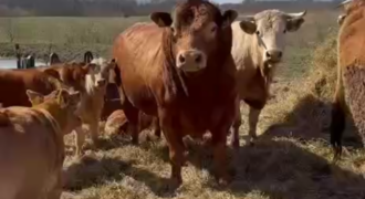 Tekstam Pierakstā Klāt. Un Viens Bullis