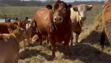 Tekstam Pierakstā Klāt. Un Viens Bullis