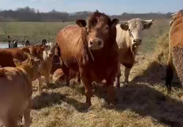 Tekstam Pierakstā Klāt. Un Viens Bullis